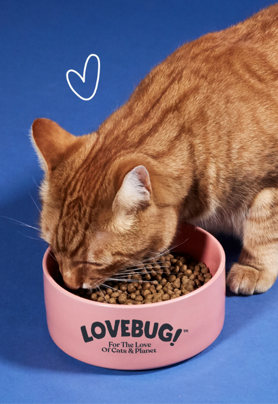 lovebug-pet-food-marketing-website-agency02